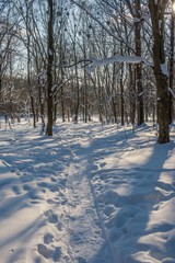 Sunny day in the frosty forest in the winter season. Landscape with forest and perfect sunlight with snow and clean sky. Beatuful contrast of snow shapes and shadows