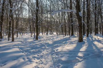 Sunny day in the frosty forest in the winter season. Landscape with forest and perfect sunlight...