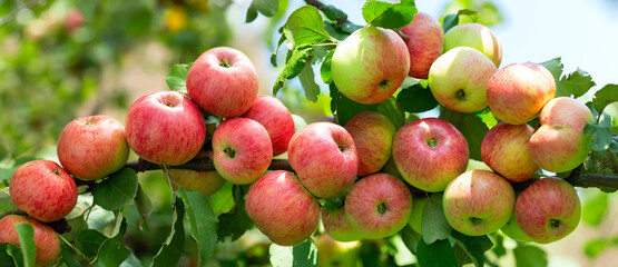 Apple tree. Ripe apples on a tree