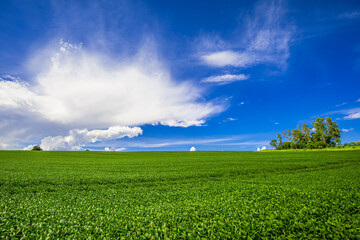 soy plantation, agriculture and development