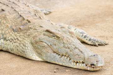 Kruger National  Park: close up of a Nile crocodile head and snout
