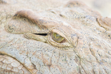 Kruger National  Park: close up of a Nile crocodile head and snout