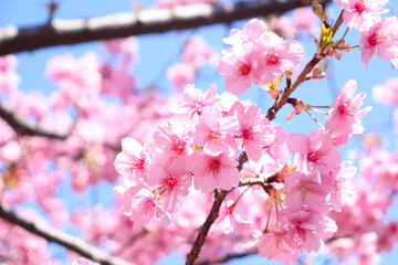 Obraz na płótnie Canvas サクラ 桜 春 ピンク 花見 淡い さくら 満開 美しい きれい 花見 入学 卒業