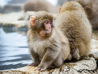 Japanese snow monkey sitting beside hot spring 13