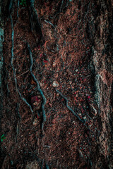 Piękna ciemna naturalna tekstura, tło.