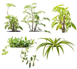 Isolated plant on white background , The collection of trees. clipping path included.