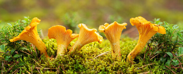 Edible mushrooms. Chanterelle mushrooms in a forest