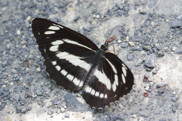 Neptis philyra