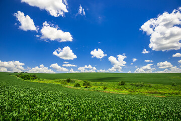 soy plantation, agriculture and development
