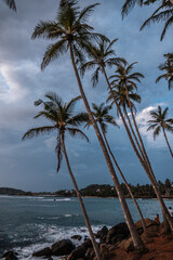 Tropikalny krajobraz, palmy na tle zachodzącego nieba i oceanu. © insomniafoto