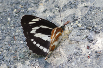 Obraz premium Neptis philyra