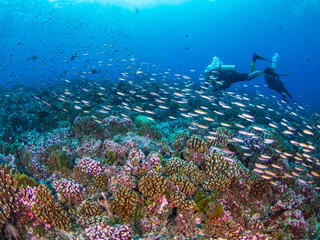 School of Magenta slender anthias in a coral reef (Rangiroa, Tuamotu Islands, French Polynesia in...