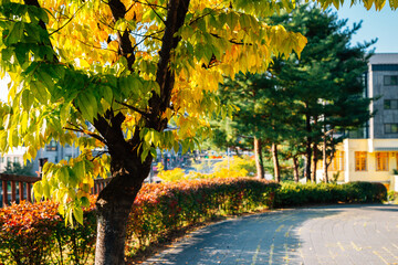 Gwanggyo Central Park at autumn in Suwon, Korea