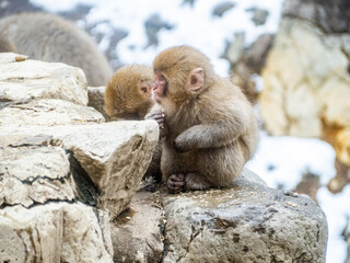 Japanese snow monkey sitting beside hot spring 14