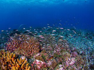 Naklejka na ściany i meble School of Magenta slender anthias in a coral reef (Rangiroa, Tuamotu Islands, French Polynesia in 2012)