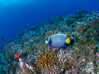Emperor angelfish in a coral reef (Rangiroa, Tuamotu Islands, French Polynesia in 2012)