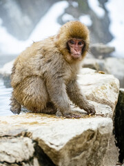Japanese snow monkey sitting beside hot spring 17