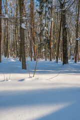 Sunny day in the frosty forest in the winter season. Landscape with forest and perfect sunlight with snow and clean sky. Beatuful contrast of snow shapes and shadows