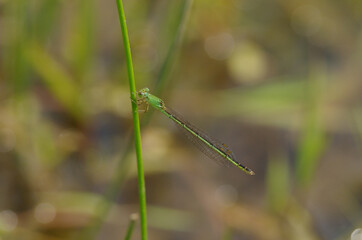 Mortonagrion selenion