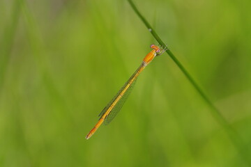 Mortonagrion selenion