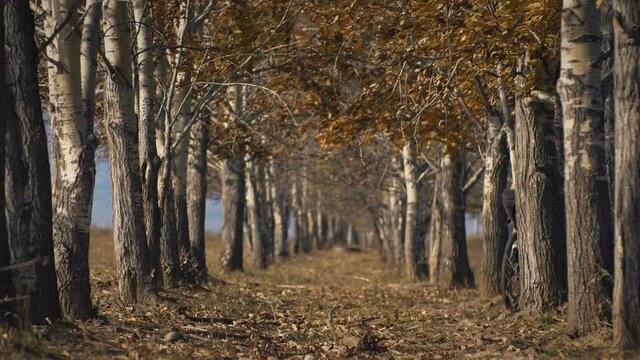 The woman travel on mixed terrain cycle touring with bikepacking. The traveler journey with bicycle bags. Sportswear in green black colors. The trip in magical autumn forest, arch, alley, avenue.