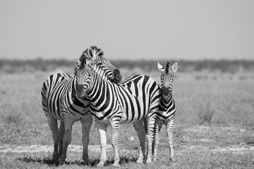 Fototapeta na wymiar Zebras in Namibia Schwarz weiß