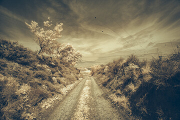 Camino rural