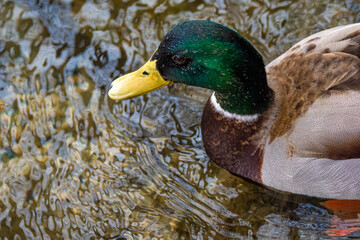 Male mallard ducks cleaning and playing in the park during spring time in France