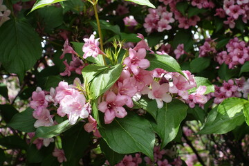 Simple pink flowers of Weigela florida in May