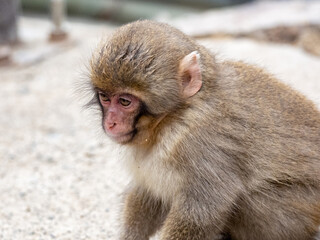 Japanese macaque snow monkey sits on park ground 2