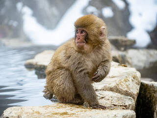 Japanese snow monkey sitting beside hot spring 18