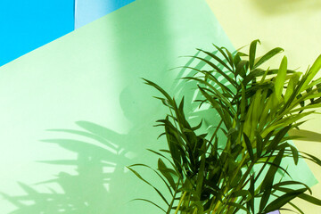 Indoor palm tree, Chrysalidocarpus Lutescens Areca plants, home decor air plants