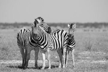 Zebras in Namibia Schwarz weiß