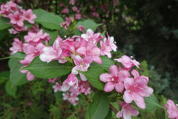 Tender pink flowers of Weigela florida in May