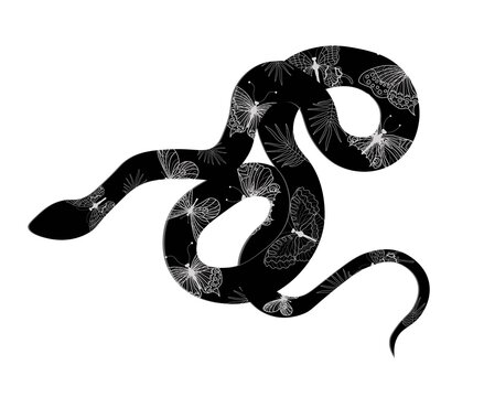 Whiplash snake or Western Whiplash snake Hierophis viridiflavus on a white panel. background. Genoa. Liguria. Italy.