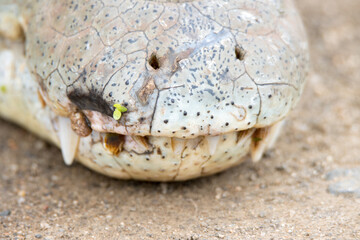 Kruger National  Park: close up of a Nile crocodile head and snout