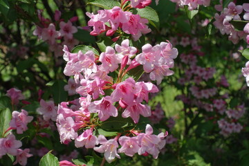 Vibrant pink flowers of Weigela florida in mid May