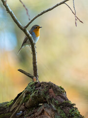 Rotkehlchen auf einem Ast / Baum