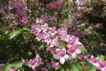 Whole lot of pink flowers of Weigela florida in May
