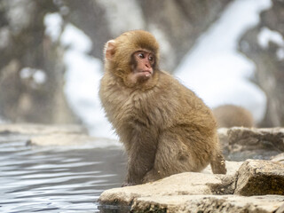 Japanese snow monkey sitting beside hot spring 20