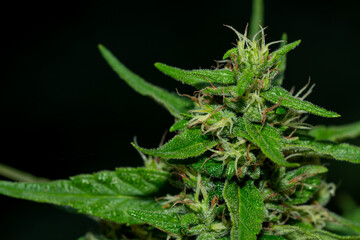 Cannabidaceae