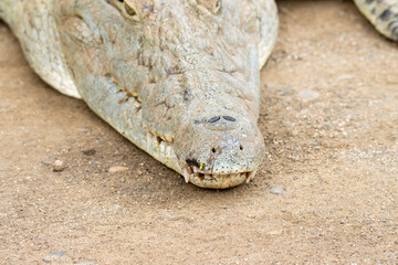 Kruger National  Park: close up of a Nile crocodile head and snout