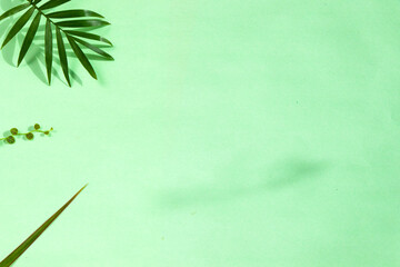 Indoor palm tree leaf, Chrysalidocarpus Lutescens Areca plant on the green background