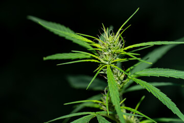 Cannabidaceae