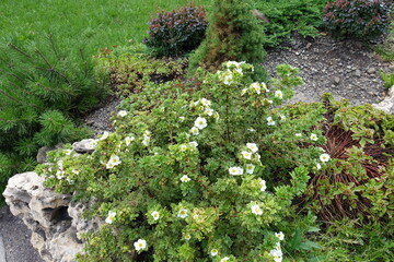 Small bush of white Dasiphora fruticosa in full bloom in July - obrazy, fototapety, plakaty