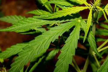 Cannabidaceae
