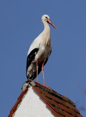 Storch auf einem Hausdach