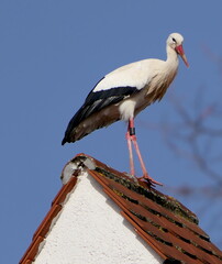 Storch auf einem Hausdach