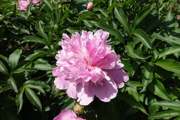 Subtle pink flower of common peony in mid May