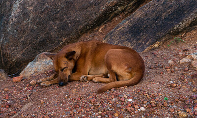 Dziki brązowy pies na tle  brązowych skał na wybrzeżu.